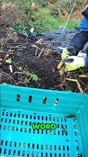 Grow Jerusalem Artichokes Step by Step Guide