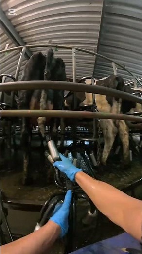 Milking time for me #shortvideo