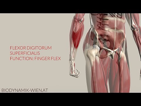 Flexor Digitorum Superficialis Function Finger Flexion (3D Animation)