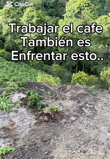 El campo enseña a levantarse todos los días☕️🌱#cafe #campo #destruccion #desastre #vidacampesina
