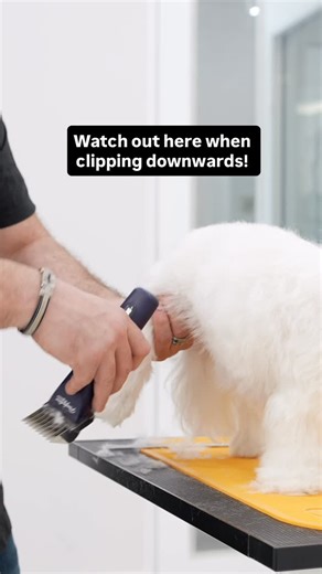 NorCal Grooming Academy | How to avoid clipping the feet too short #doggrooming | Instagram