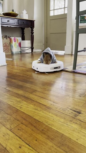 Cute Rabbit on Robotic Vacuum Cleaner Adventure