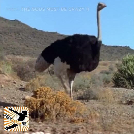 #1980s #classic #comedy #safari #movie #ostrich - The Gods Must Be Crazy II