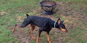 Why Do Dogs Cover Their Poop With Dirt Or Grass?