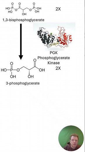The ATP-Maker of Glycolysis 🔋 | Phosphoglycerate Kinase Explained #shorts