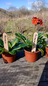 Primroses Vs Polyanthus #primulas #gardening | Ecosufficiency