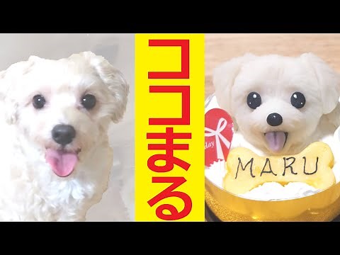 【職人技】犬用ケーキの作り方！わんわんケーキココまる