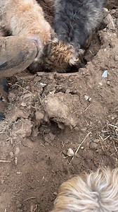 502K views · 10K reactions | Suffolk and Norfolk rat pack on Reels | Facebook