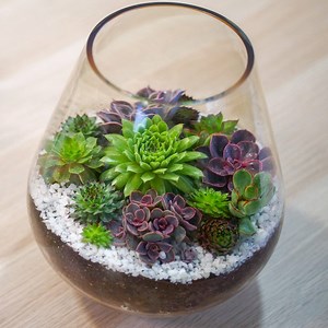 15K views · 58 reactions | This is my version of a DIY succulent...