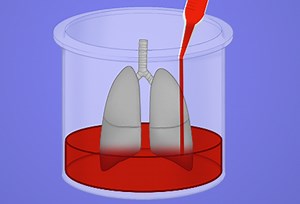 Whole Organ Tissue Culture