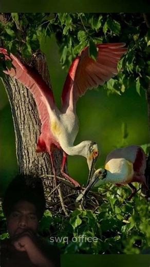 Top 5 Most Incredible Bird Nests in the World #facts #animals #wildlife #animalfacts