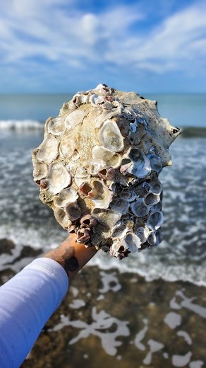117K views · 142 reactions | Would you have kept this seashell? ⬇️ ....
