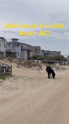 Wild horses in Corolla Beach North Carolina!