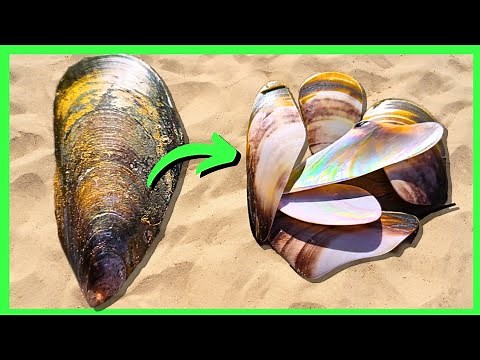 Polishing Seashells in a Rock Tumbler – Did It Work?!