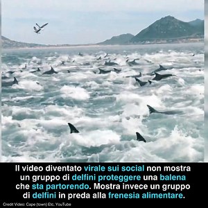 FRENESIA ALIMENTARE Il video diventato virale sui social mostrerebbe una balena in procinto di partorire, protetta e scortata da un branco di delfini. Sebbene siano documentati diversi episodi di collaborazione e condivisione tra questi mammiferi marini, la descrizione del video risulta distorta e antropomorfizzante. In realtà, il video non rappresenta una scena di protezione, ma piuttosto, come afferma Dave Hurwitz, rinomato esperto di delfini e balene della Simon's Town Boat Company, documenta