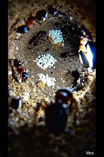 Mini camera animal/animal mini camera