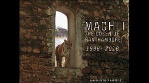 ‘Remembering #Machli – The Queen of Ranthambore’ | Discovery Channel India