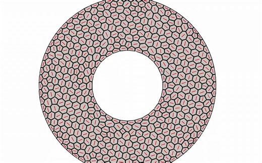 顶点模型（vertex model）模拟细胞组织在微图案上的手性