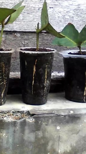 Rooting plant | Grafting Examples