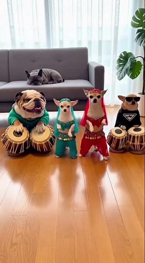 The Chihuahua Dance Performance Broke the Internet 🐶💃 #viralanimals #dogshow #shorts #dog