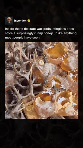 Inside a Stingless Bee Honey Nest 🍯 #shorts