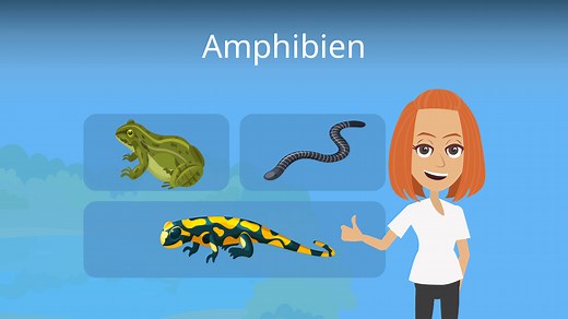 Amphibien • einfach erklärt: Merkmale, Beispiele