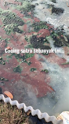 Budidaya Cacing Sutra untuk Cuan Besar