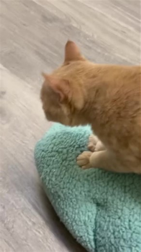 LOUDEST purrs in 3...2...1 Mesa just discovered a new bed and it sounds like he likes it. #purr #kneadingcat