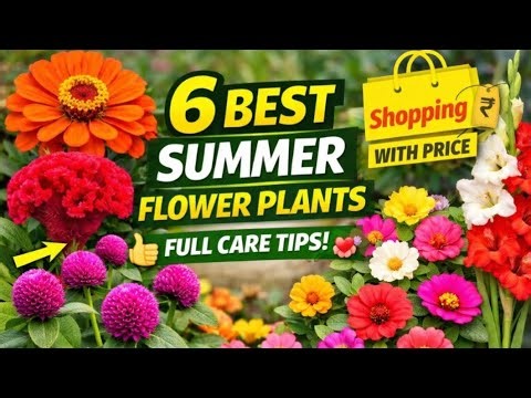 6 Summer flowering plants care Shopping with Price / धूप में चलने वाले पौधे