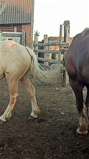 Stallion Chooses His Mare 🐎 | Rare Natural Horse Mating Behavior 2026