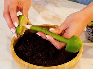 Experimental planting tips for you to try! | Green Bean