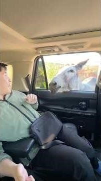 Feeding donkeys in Custer State Park