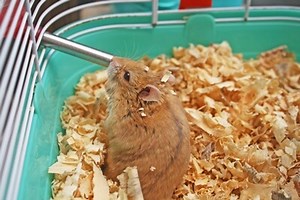 What Milk Can Hamsters Drink?