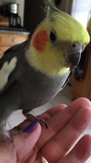 Meet Sonny: The Oldest Cockatiel Ever!