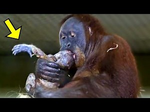 Orangutan Gave Birth, Then Staff Shocked When This Happened!