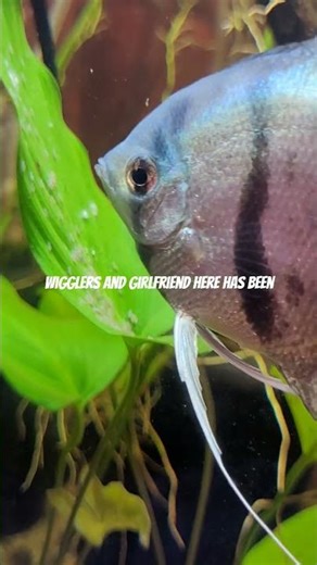 Angelfish breeding. We have wigglers!! #aquarium