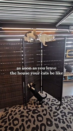 Those mischievous little mews! As soon as we turn around, they're up to no good 😼 Our cat lounge is a haven for felines. There are so many fun cat approved and cat not approved things to do. 😹 What trouble do your kitties get into when you leave? #catcafe #catlovers #catsofsandiego | Whiskers & Wine Bar