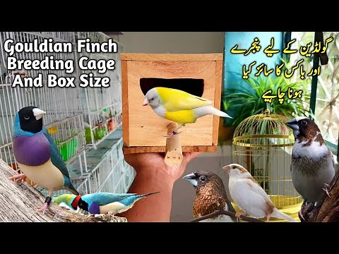 Gouldian Finch Breeding Box and Cage Size || Gouldian Finch Breeding Setup