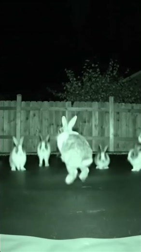 Rabbits+Trampoline 🐇✨ (Cutest Thing Ever!) #animals