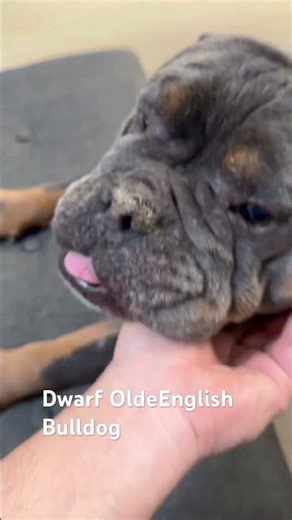 Blu is a Dwarf Olde English Bulldog. #pets #puppy #cutedog #oldeenglishbulldogge