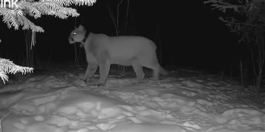 Cougar spotted in Weston found dead in Adams County