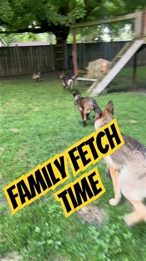 Belgian Malinois VS German Shepherd