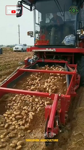 59K views · 162 reactions | Did you know that potato harvesting is...