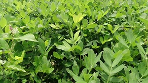 Peanut Field, Peanut plantation fields. Peanuts are growing in the fields