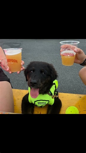 Join Harpoon at Dogtoberfest with your furry friend on Sunday, October 5th! 🐶🍻 Enter your pooch to compete in costume, trick, and look-a-like contests, fall in love with adoptable dogs at the on-site adoption Meet & Greet, burn off some pup energy at the agility course and meet local vendors as you stroll through the Sponsor Village. 🐾 🩵 A portion of proceeds from this event will go to the Kenary Brain Tumor Research Fund at Dana-Farber Cancer Institute and MSPCA – Angell. Ticket information