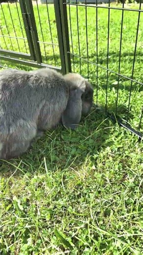 Our rabbits enjoying playtime in the garden