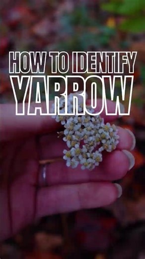 Identify Yarrow 🌿