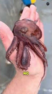 5 Weirdest Animal Babies On Earth