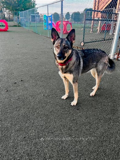 Golden Rust Farms Pet Resort on Reels