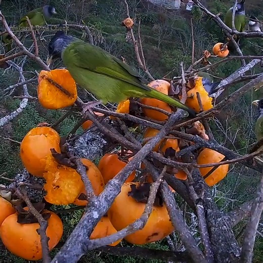 46 reactions | Birds were eating persimmons when a shrike came and scared them away | Natural Bird Check | Facebook